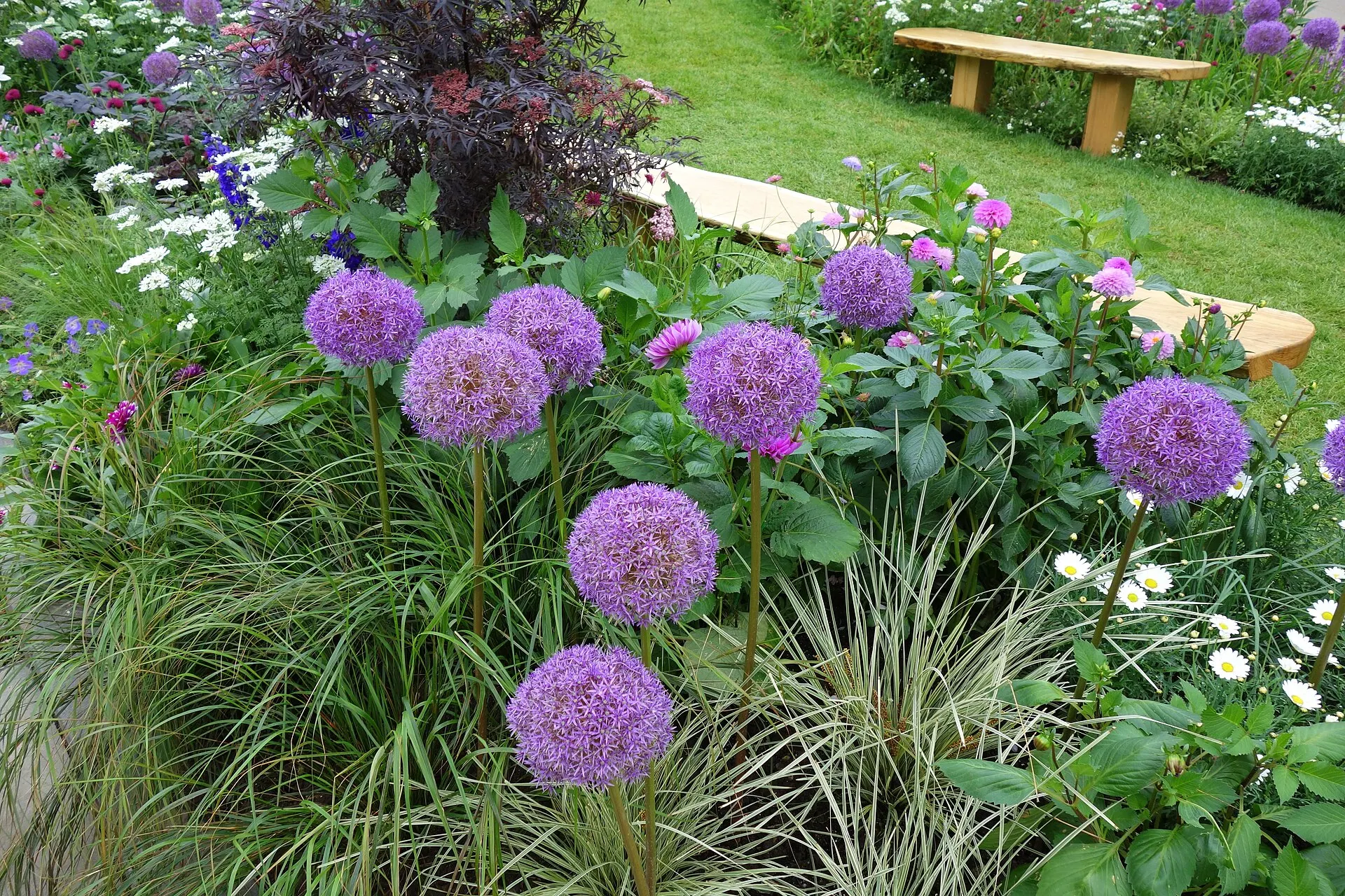 Allium flowers at the 2024 RHS Chelsea Flower Show