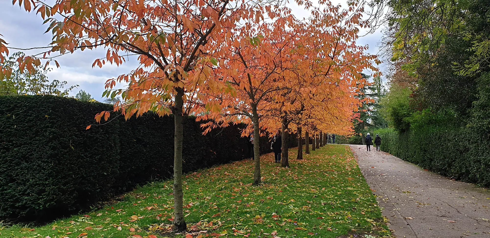 Autumn trees and pathway in the Regent’s Park, photographed in 2020