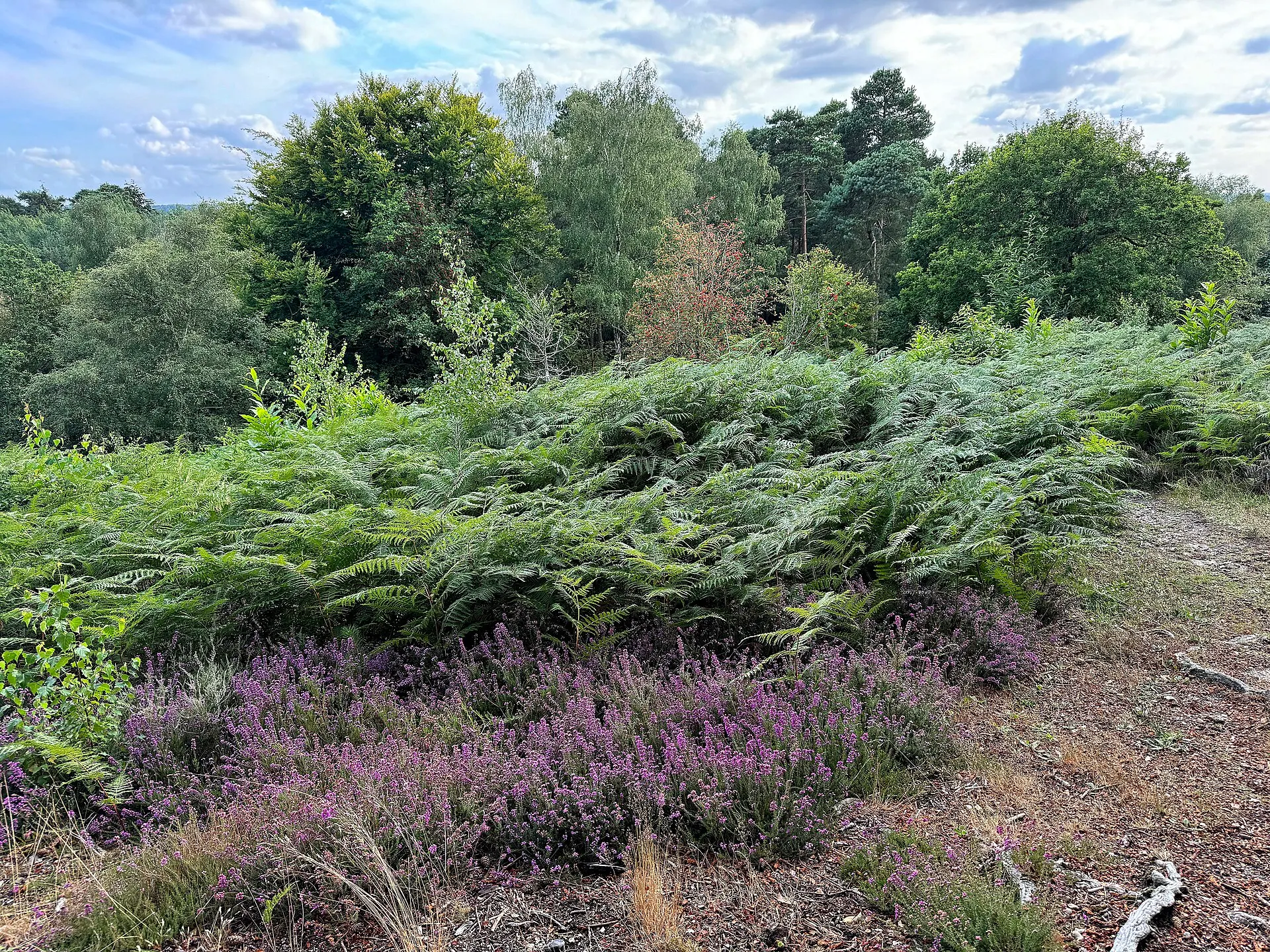Heather and bracken on Finchampstead Ridges in August 2024