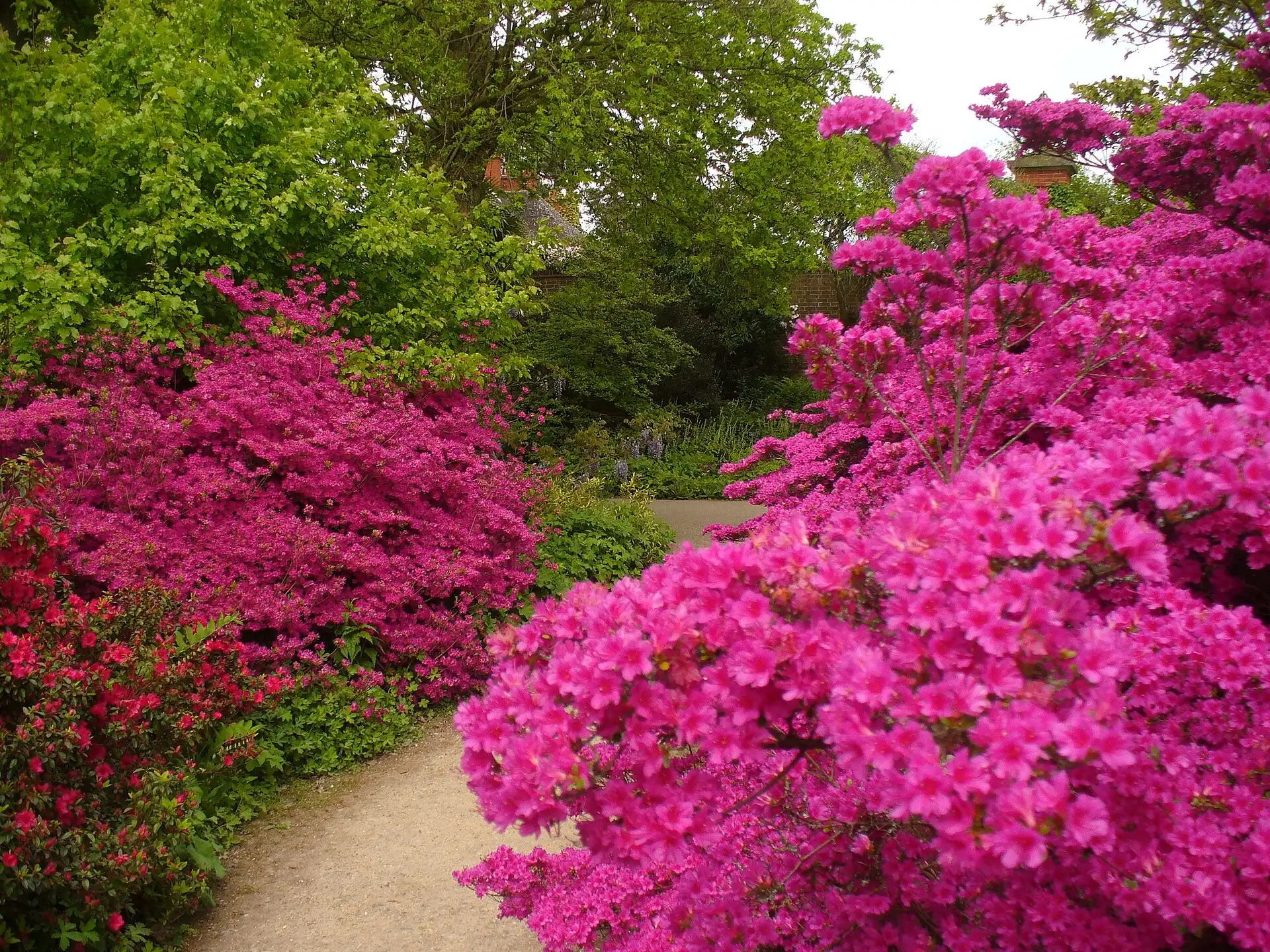 Flowering azaleas beside a path in the Wild Garden at RHS Garden Wisley