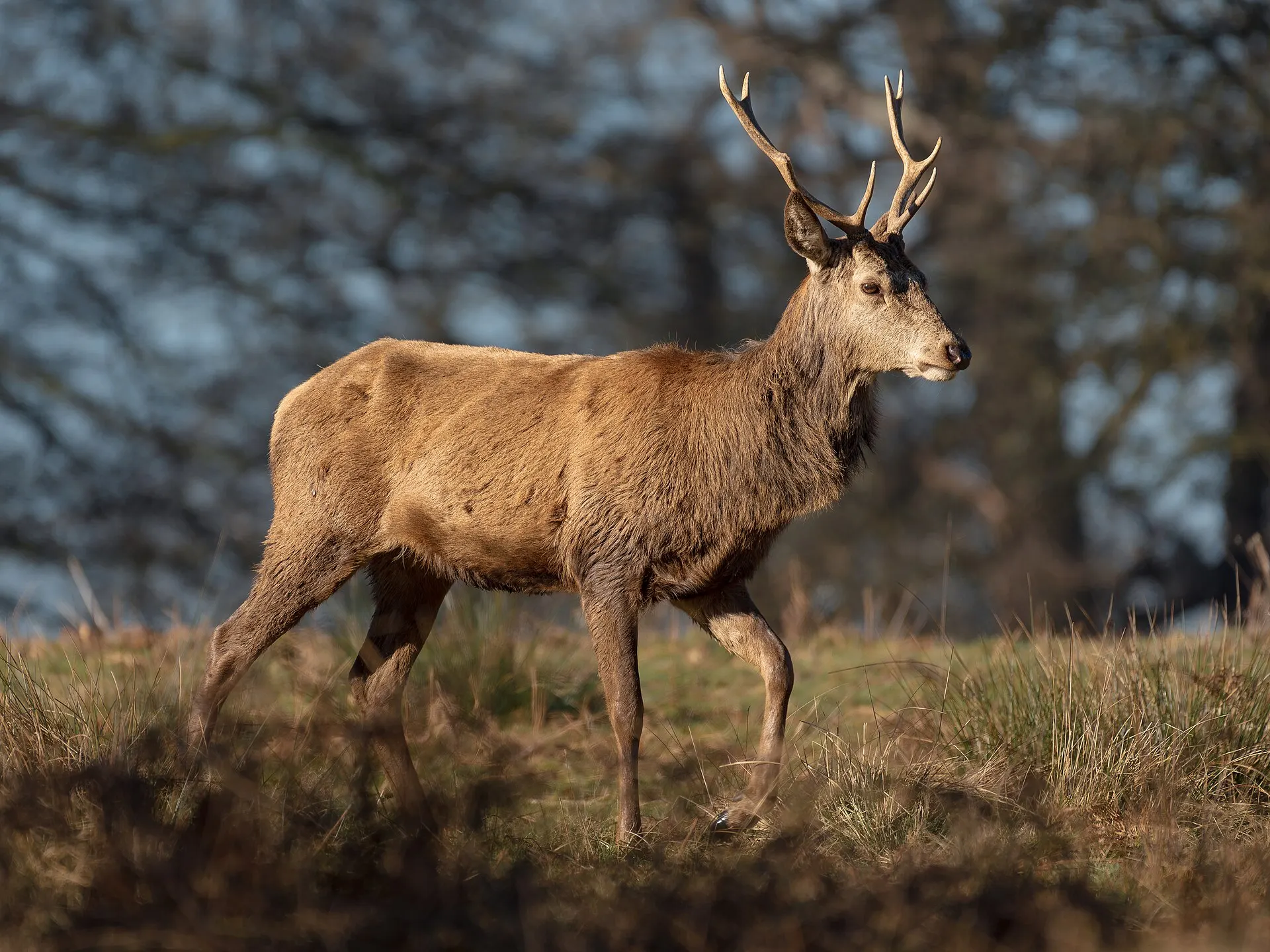 Red deer in Richmond Park in March 2025