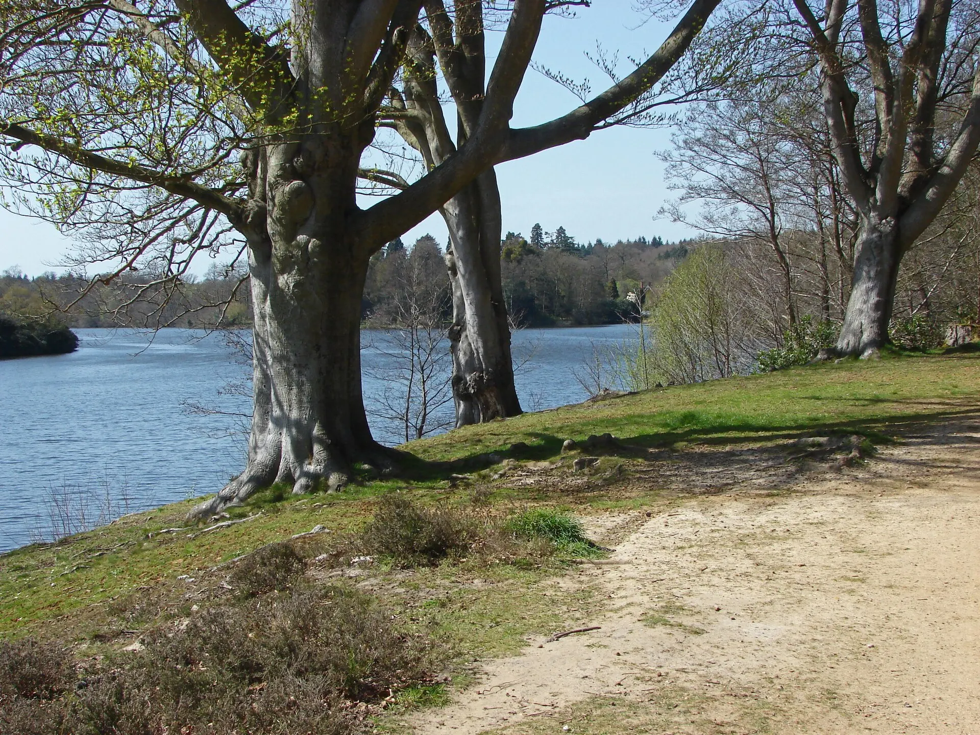 Lakeside trees and path at Virginia Water in April 2015