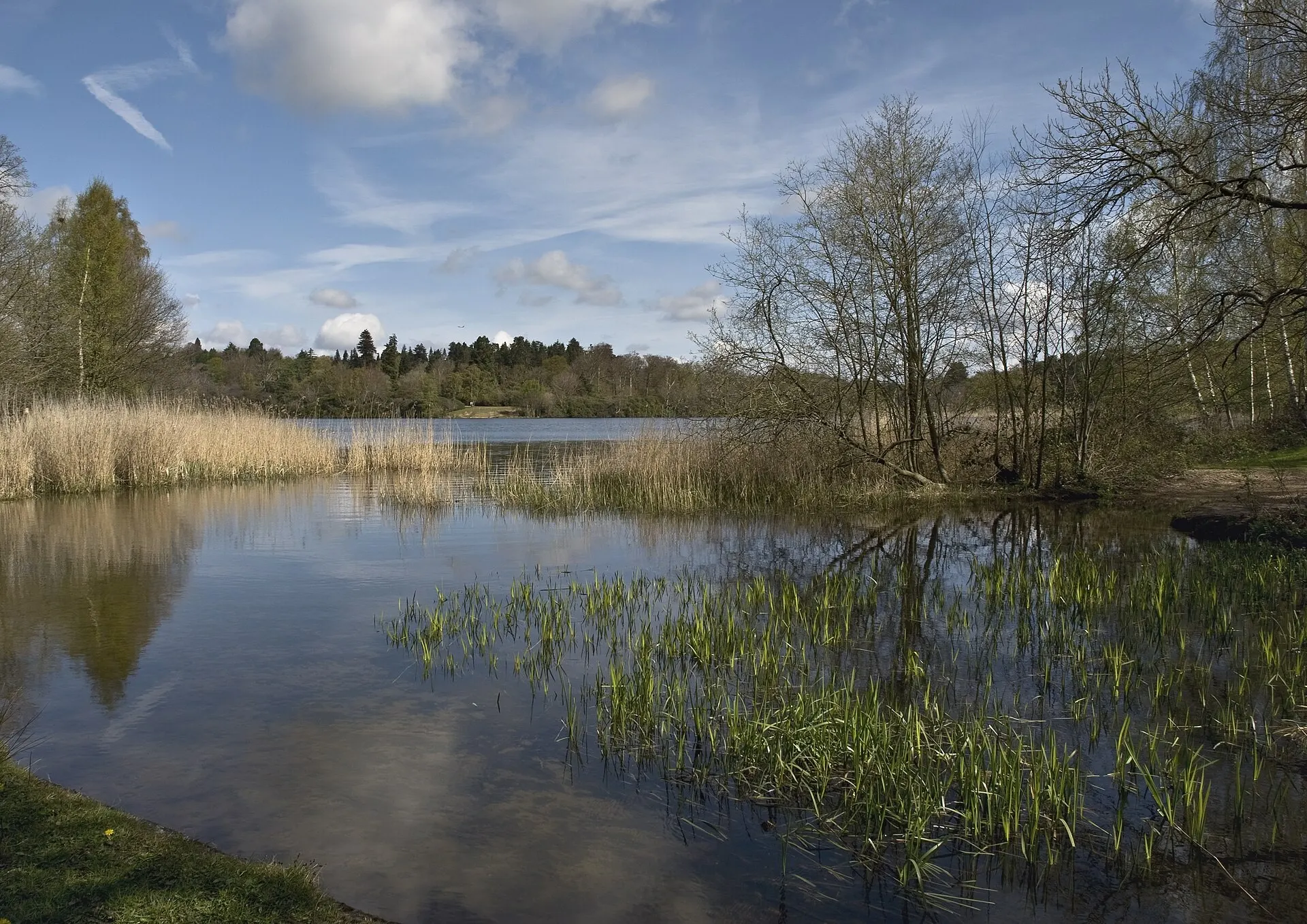 Open water and woodland at Virginia Water Lake