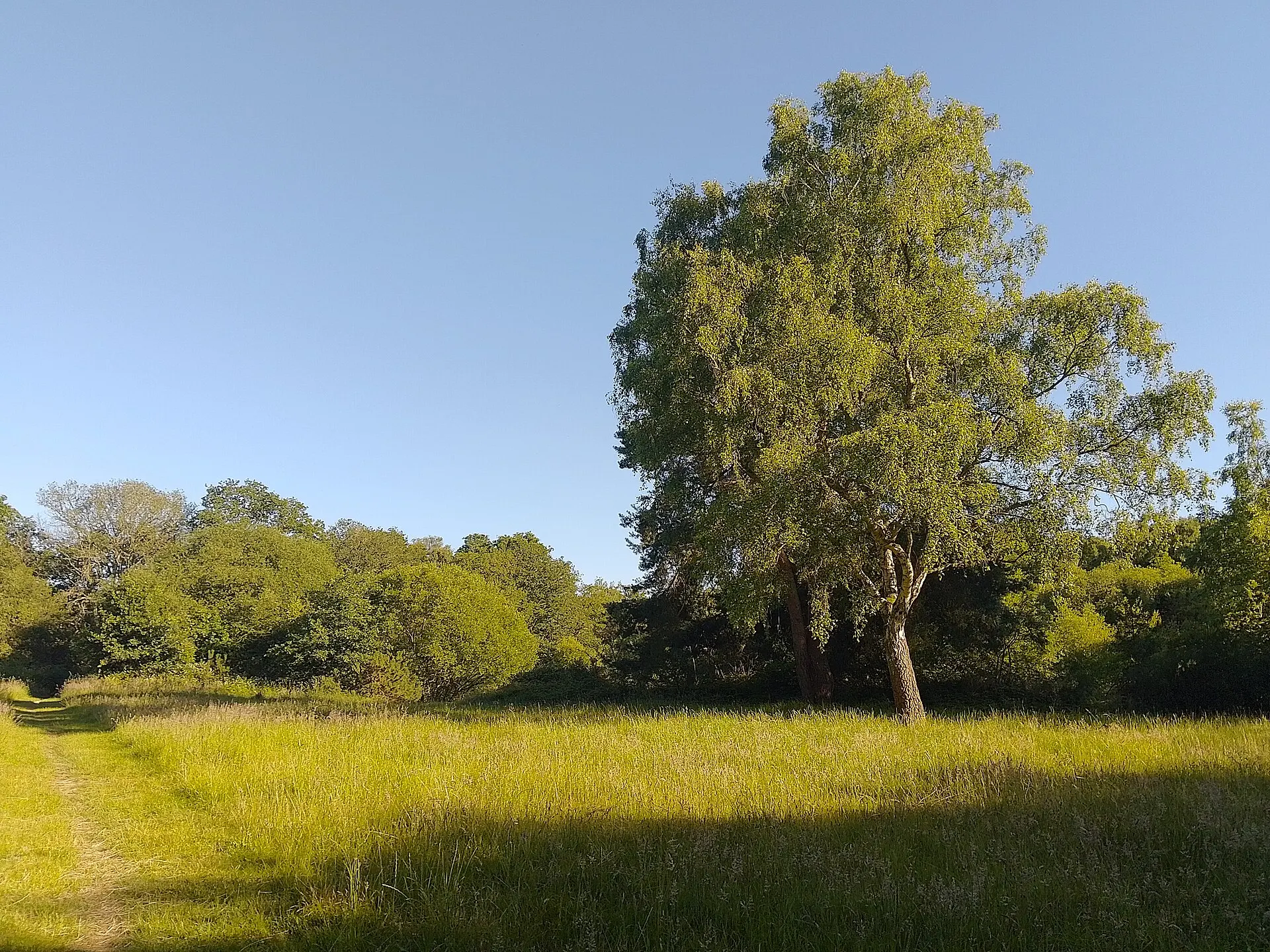 Trees and open ground on Yateley Common in June 2024